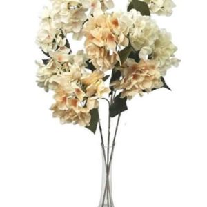 Hortensia vara x3 h80cm