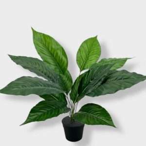 Anthurium planta x12hojas h70cm