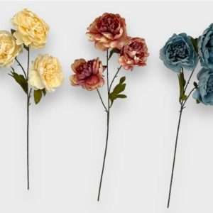 Peonias vara x3