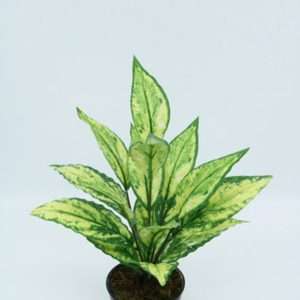 Dieffenbachia planta h39cm