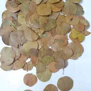 Hoja moneda x25gr