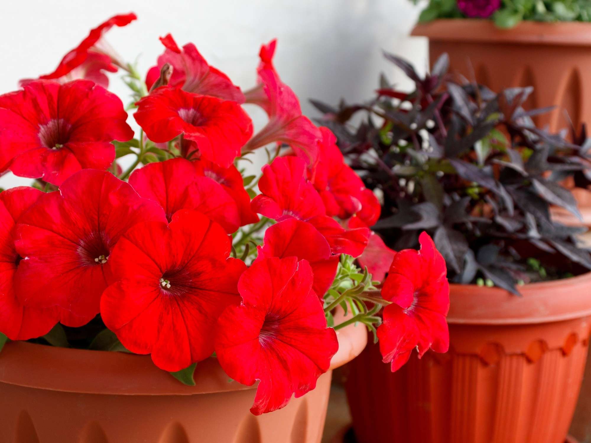 Petunia Flores Artificiales